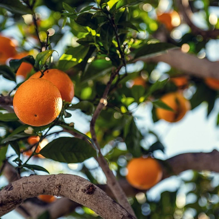 Comment choisir la meilleure marque de compléments alimentaires pour votre santé